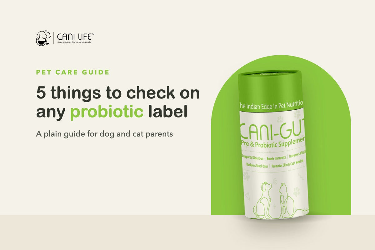 Probiotics for Dogs: How to Choose One, and When You Need a Vet Instead