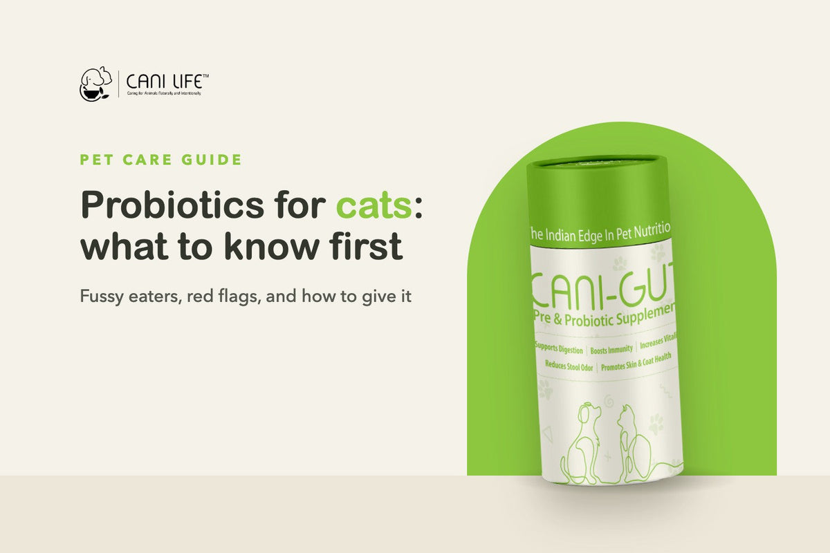 Probiotics for Cats: When They Help, How to Give Them, and When to See a Vet