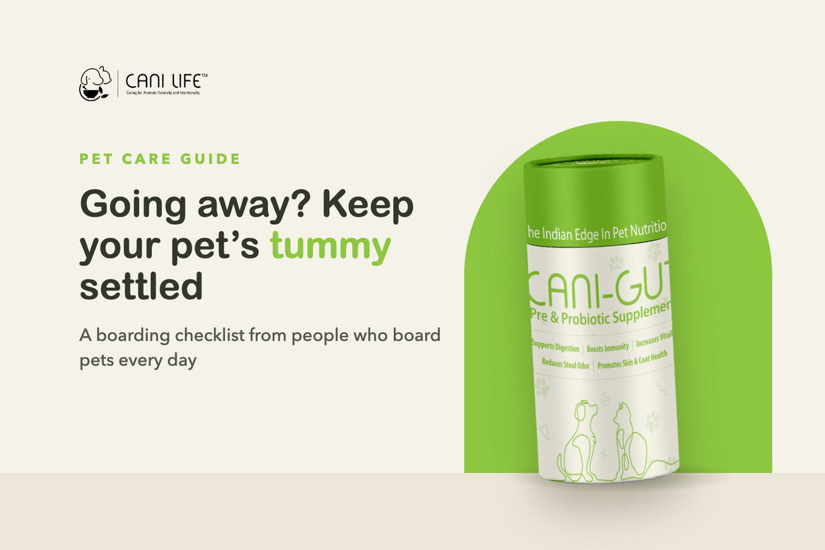 Boarding Your Dog or Cat? How to Avoid an Upset Tummy Before, During and After